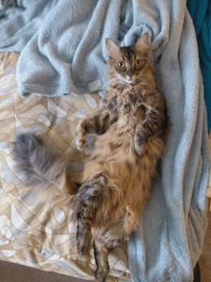 Baby Engel Prinses Gifs miss een jia gif: missen Ik bracht 80 jaar het verplaatsen 