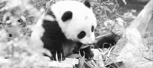 Dieren Baby Gifs Filmsterren Zooey deschanel  teef omgaan nieuw meisje Jess Lizzy Caplan nemen dat 