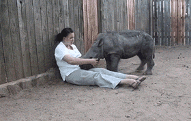 Baby Eekhoorn Gifs week gapende 