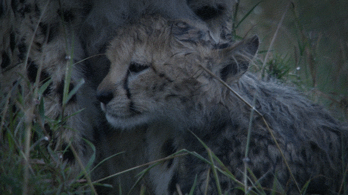 Bad Dieren Olifant Baby Gifs 