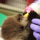 Baby GIF. Baby Robot Gifs Tech 