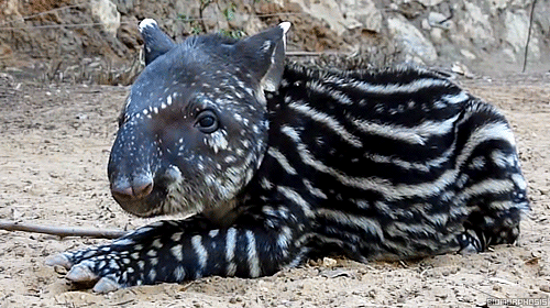 Merlin Baby Gifs morgana Pendragon forever snikt hoe vreselijk deze show u behandeld 