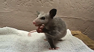 Liefde Baby Gifs gif perfect &eacute;&eacute;n richting harry stijlen 1d &eacute;&eacute 