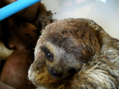 Baby GIF. Dieren Kunst Leeuwen Disney Schattig Baby Gifs Vrij Mooi Aanbiddelijk Hypnotisch Lion 