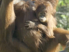 Baby GIF. Huilen Baby Mama Gifs Lmfao Grappig gezicht Beliebers Mampg 