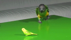 Baby GIF. Bang Baby Zwembad Gifs Bange 