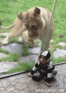 Baby GIF. Baby Voedsel Gifs Dier Ware verhaal Lolwut Curryfullofswagz Leeuwin 