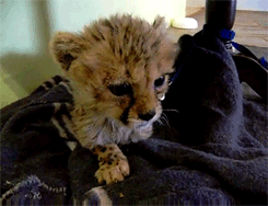 Baby GIF. Schattig Baby Madagascar Gifs Mort 