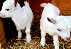 Baby GIF. Schattig Baby Madagascar Gifs Mort 