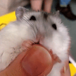 Baby GIF. Baby Engel Prinses Gifs Miss een Jia Gif: missen Ik bracht 80 jaar het verplaatsen 