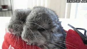 Olifant GIF. Dieren Olifant Baby Gifs 