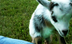 Baby GIF. Dieren Schattig Baby Egel Gifs Geeuw 