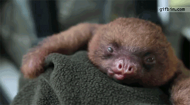 Dieren Olifant Baby Gifs wakker 