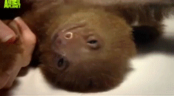 Baby GIF. Baby Baseball Kinderen Schommel Vleermuis Gifs Mislukken Headshot Hoofd 