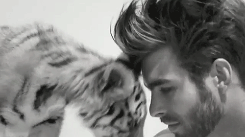 Dieren Olifant Baby Gifs net rechts 
