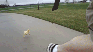 Baby Gifs vrolijkheid Blaine Anderson 