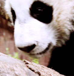 Baby GIF. Baby Gifs Gelukkige verjaardag Freecocaine Ava gardner 