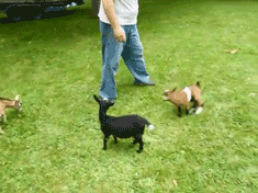 Baby GIF. Baby Gifs Vrolijkheid Blaine anderson 