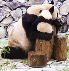 Baby GIF. Grappig Baby Gifs Wtf Haha Zuigeling Grappig s Lol s Haha s Wtf s De baby s 