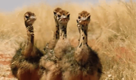 Dieren Puppy Baby Gifs springen speels 