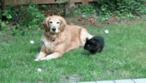 Baby GIF. Grappig Baby Gifs Wtf Haha Zuigeling Grappig s Lol s Haha s Wtf s De baby s 