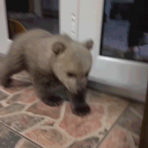 Baby GIF. Baby Gifs Dragen Welp 