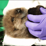 Baby GIF. Eenden Water Baby Gifs Glijbaan 