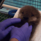 Baby GIF. Baby Gifs Hs Photosets Tiu 