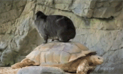Baby GIF. Merlin Baby Gifs Morgana pendragon Forever snikt hoe vreselijk deze show u behandeld 
