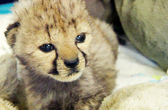 Baby GIF. Dieren Baby Gifs Slaperig Cheetah Knipperen 