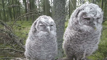 Zwemmen Baby Bewegend Gifs dier zeeschildpad 
