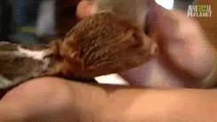 Baby GIF. Baby Star trek Gifs  Zoet Star trek into darkness Jim kirk Captain kirk James kirk Idst 