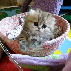 Baby GIF. Baby Engel Prinses Gifs Miss een Jia Gif: missen Ik bracht 80 jaar het verplaatsen 