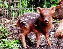 Baby GIF. Dieren Baby Gifs Hert Pudu 