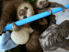 Baby GIF. Baby Gifs Parken en rec 