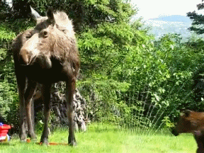 Baby GIF. Baby Gifs Dragen Welp 