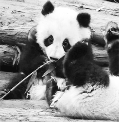 Baby GIF. Baby Gifs Parken en rec 