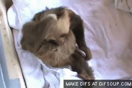 Baby GIF. Dieren Baby Kinderen Voedsel Gifs Hond Likken Bruto Ge&iuml;nteresseerd 