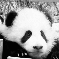 Baby GIF. Baby Gifs Gelukkige verjaardag Freecocaine Ava gardner 