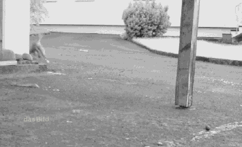 Baby Ninja Gifs tik Enter the Dragon 