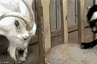 Dieren Puppy Baby Gifs springen speels 
