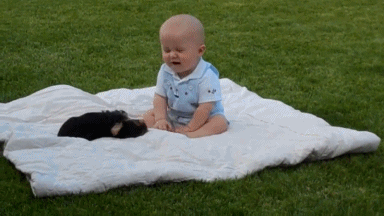 Dieren Spelen Puppy Baby Gifs Hond springen 