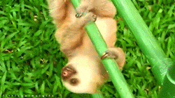 Baby GIF. Beroemdheden Model Baby Koningin Engel Prinses Gifs Verbazingwekkend Schoonheid Favorie 