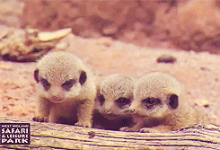 Baby GIF. Tien Baby Gifs Heet A Arts die David tennant Tiende arts Dw Hij is zo schattig Dw cast 