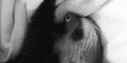 Baby GIF. Ijs Baby Gifs Uitglijden 