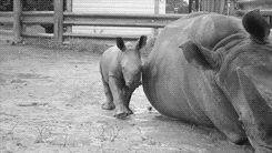 Baby GIF. Baby Gifs Reactie Aanbiddelijk Reactie gezicht 