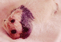 Olifant GIF. Dieren Olifant Baby Zwembad Gifs 