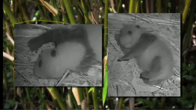 Baby Gifs wtf trap mijn planeet heeft me nodig ik moet gaan 