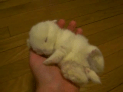 Baby GIF. Dieren Olifant Baby Gifs Bal 