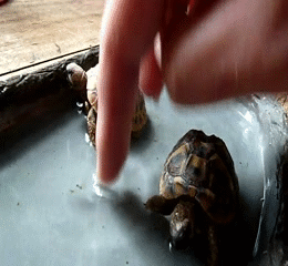 Baby GIF. Baby Engel Prinses Gifs Miss een Jia Gif: missen Ik bracht 80 jaar het verplaatsen 